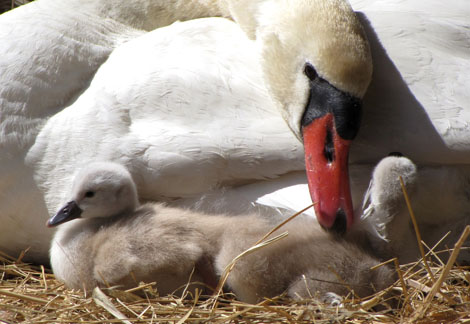 Cygnets on the University's campus, by Manzanita Lake