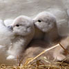 Two Cygnets on the University's campus