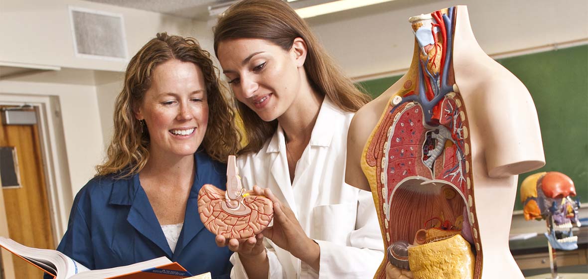 studying human anatomy art
