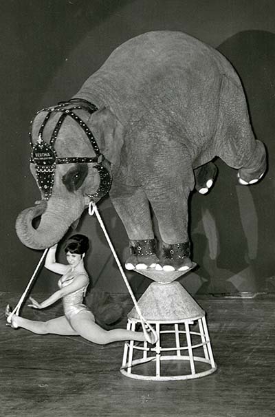 Bertha the elephant does a trick on a stool and a gymnist
