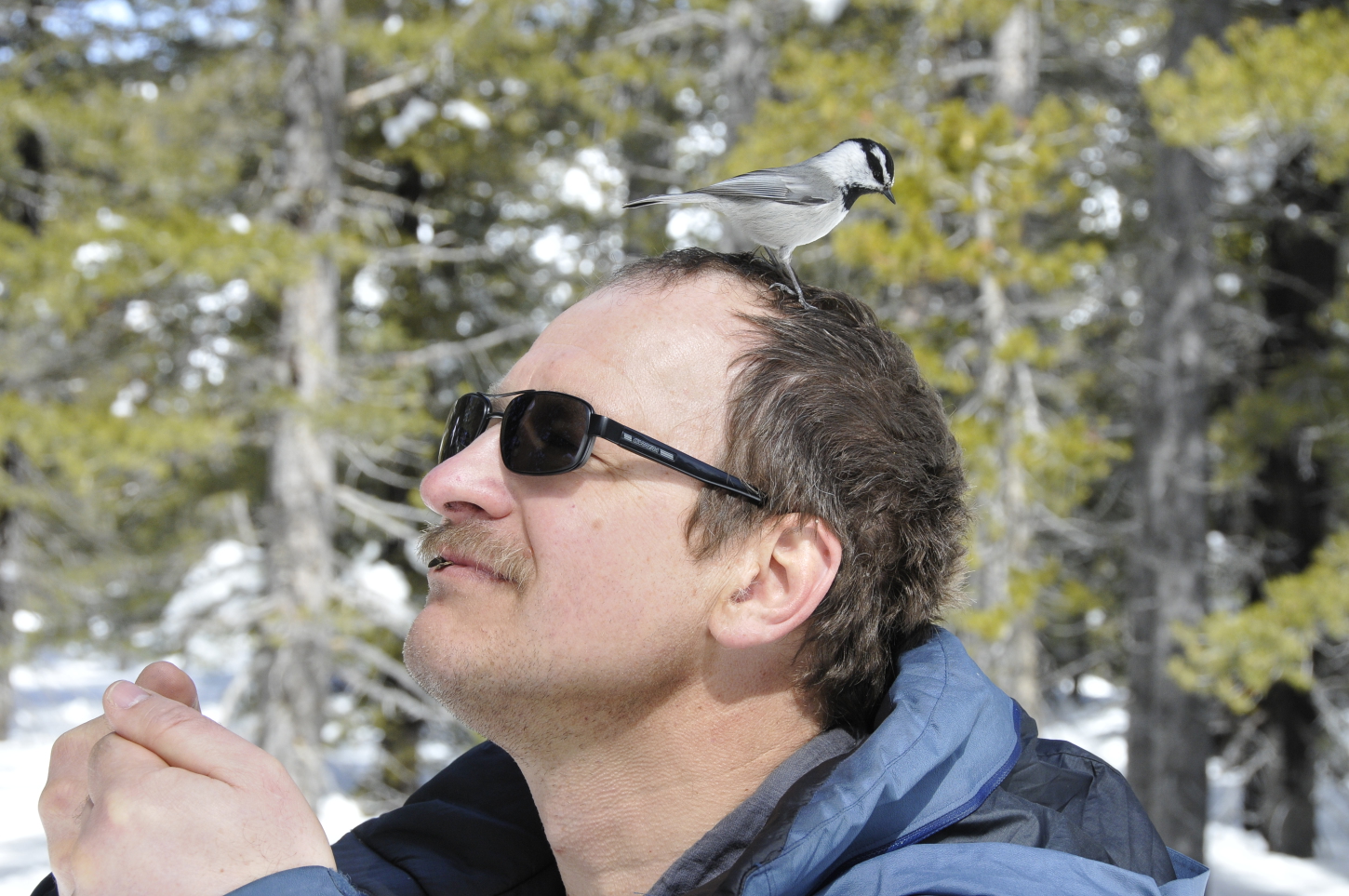 Vladimir Pravosudov in the field, with a chickadee on his head.