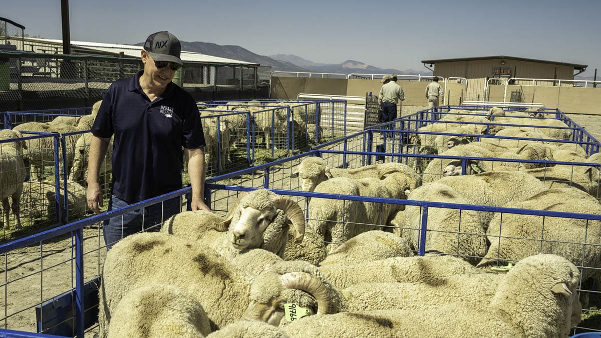 Bill Payne in Nevada shirt and hat at a pen of fluffy, white sheep ready for sale