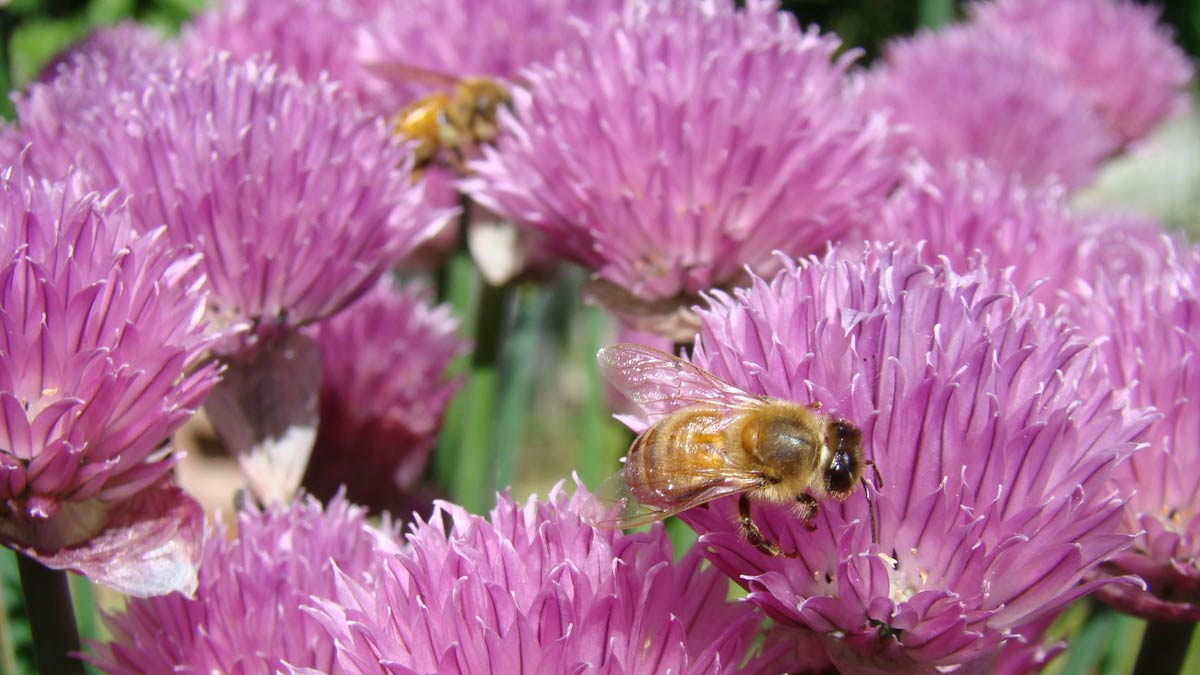 bees on chives