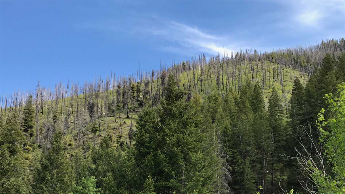 Burned trees missing most of their branches stand blackend atop an otherwise green mountainside in the central Rocky Mountain forest. In the foothills, unburned trees in various shades of green grow close together.