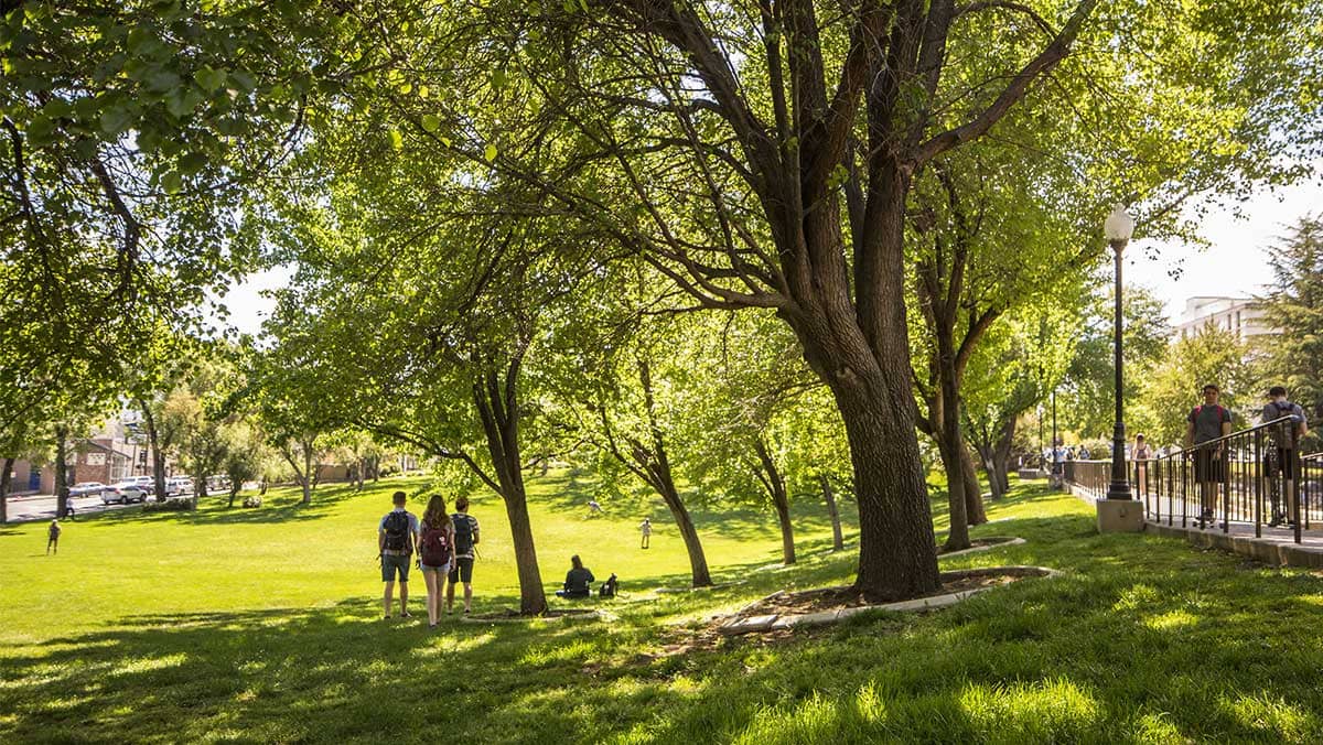 A group of students walk together on campus on a sunny day across a luscious lawn shaded by towering trees. On a nearby sidewalk, students pass by.