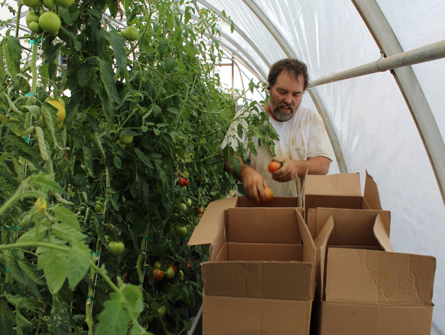 Rodney Mehring, owner of Blue Lizard Farms harvests 600 pounds of tomatoes from one of the farm’s hoop houses.