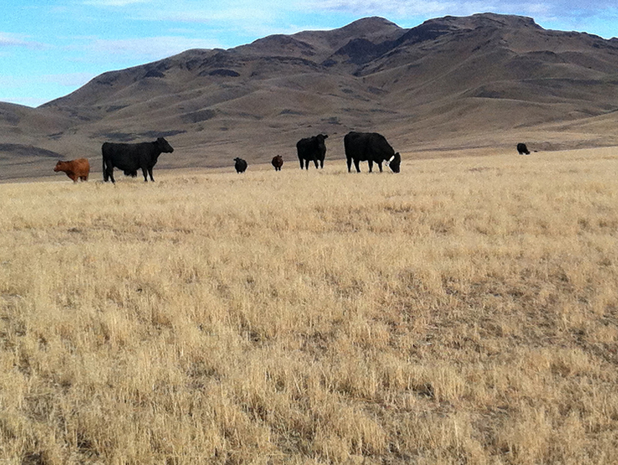 Cattle grazing near mountains.