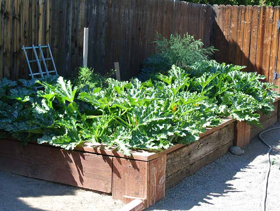 plants in raised garden bed 