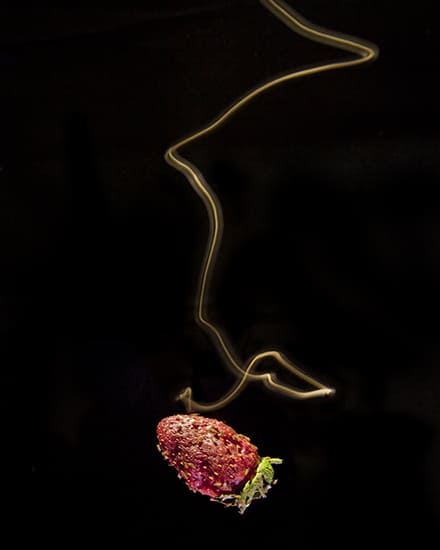  linha clara levando ao morango "class =" img "/>
<figcaption> Esta imagem do laboratório de van Breugel mostra uma exposição de 4 segundos de uma mosca da fruta voando em direção a um morango enquanto iluminada por um feixe de luz. Para encontrar o morango, a mosca segue um conjunto simples de regras, incluindo virar contra o vento depois de encontrar um cheiro atraente e ziguezague contra o vento quando perder o controle. </figcaption></figure><p> Uma vez que a pesquisa de van Breugel está na intersecção da engenharia e da biologia, ela tem o potencial de fornecer uma infinidade de avanços vitais e eficientes em robótica e aprendizado de máquina baseados em sistemas biológicos existentes. Se pudermos treinar um drone para identificar a fonte de um odor tão eficazmente quanto uma mosca, o que mais podemos emprestar do mundo vivo para aplicação em engenharia?</p><p> "As questões que estamos explorando são complicados ”, disse van Breugel. “Quando se trata de entender a integração sensorial, existem muitas oportunidades na interface de sistemas biológicos e sistemas de engenharia. No momento, não existe uma boa solução de engenharia para monitoramento de colunas de odores, mas mesmo para sistemas onde existem soluções, existem inúmeras maneiras de resolver o problema. Se entendermos como diferentes animais resolvem esses problemas, podemos encontrar soluções mais robustas e econômicas em sistemas de engenharia. Pode haver outras soluções com outros benefícios que ainda não descobrimos. "</p><p> Antes de ingressar na Universidade em janeiro de 2019, Van Breugel obteve seu Ph.D. da Caltech em 2014 em Sistemas Dinâmicos e Controle com o apoio do National Science Foundation e Hertz Graduate Fellowships enquanto trabalhava com Michael Dickinson em biomecânica de vôo de insetos, integração multissensorial e controle. Ele posteriormente foi para a Universidade de Washington para trabalhar com Jeff Riffell e J. Nathan Kutz como pós-doutorado para trabalhar em estratégias para pesquisa de insetos e abordagens de aprendizado de máquina para a identificação de sistemas de sistemas complexos, com o apoio de uma bolsa Sackler em biofísica e uma bolsa Moore-Sloan. -WRF bolsas em DataScience.</p><p> "A pesquisa que Floris está empreendendo combina a curiosidade natural sobre a maneira como o mundo funciona com um olho para a aplicação prática que tem potencial para m melhorar vidas ”, disse o reitor da Escola de Engenharia Manos Maragakis. “É isso que os engenheiros fazem: eles superam os desafios que todos enfrentamos para oferecer soluções que aumentem o conhecimento e garantam um futuro melhor para todos. Floris está a caminho de uma carreira notável e de grande impacto. Estamos orgulhosos de suas realizações. ”</p><p> A bolsa YIP também fornecerá financiamento para dois alunos de graduação e um pós-doutorado para apoiar o laboratório van Breugel. Além de conduzir pesquisas sobre o projeto, o pós-doutorado ajudará a facilitar o treinamento de pesquisadores e aumentar a eficiência do laboratório.</p></p></div>
</pre><p> <a
href=