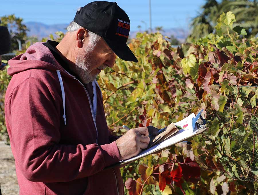 Drought-tolerant grape research expanded through new grant and partnership - Nevada Today