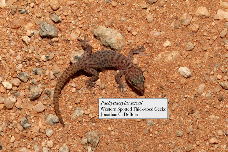 Western Spotted thick-toed gecko