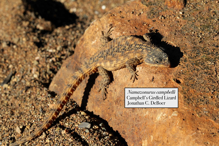 Campbell's girdled lizard