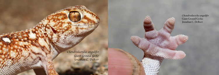 Left: Angulifer gecko and its toes