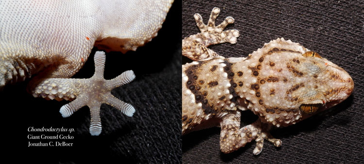 Giant Ground Gecko and its toes