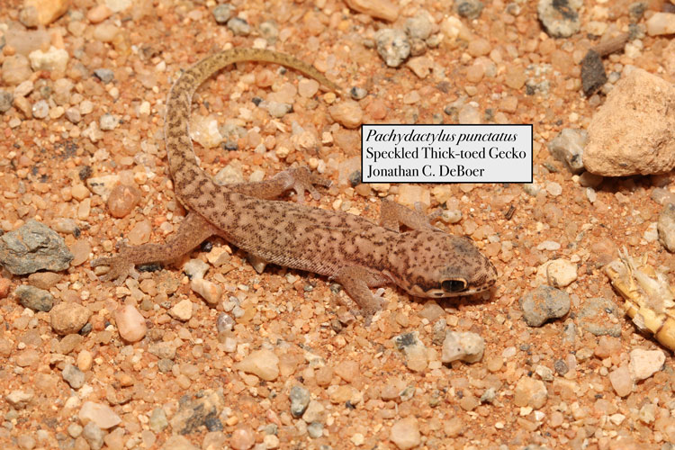 Speckled thick-toed gecko