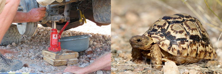 left: engine repair, right: tortoise