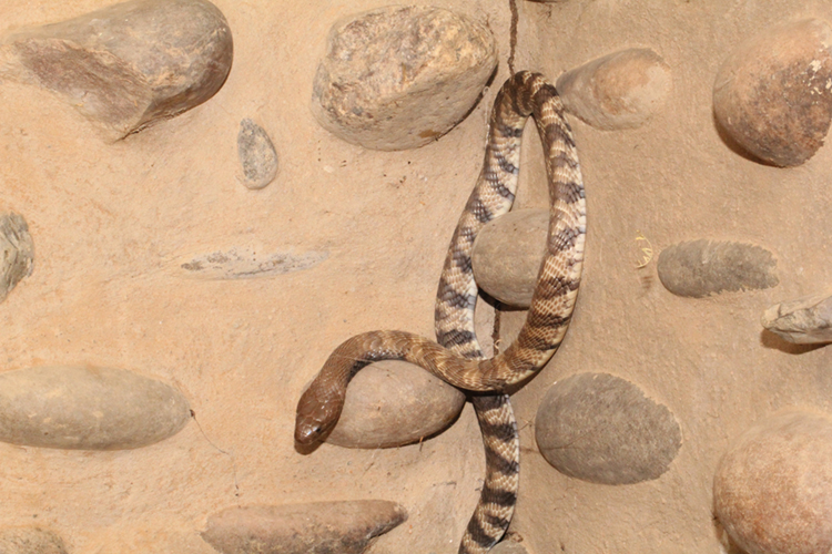 spitting cobra