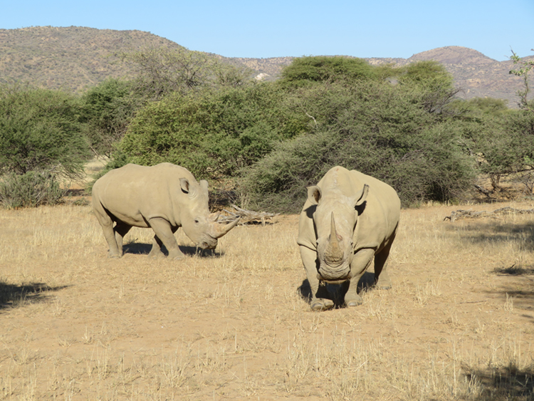 two rhinos