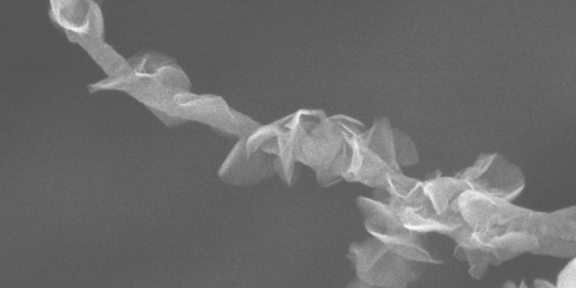 Magnified image of the leaves-on-branchlet structure of graphene nanopetals on a single carbon nanotube.