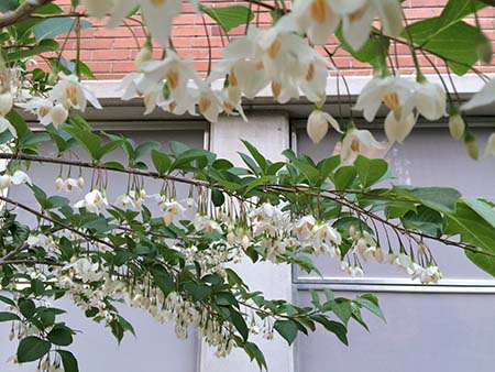 Japanese Snowbell in bloom