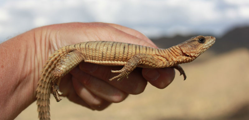 Jordan's girdled lizard. 