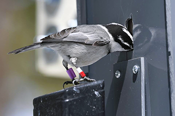 chickadee eating at feeder