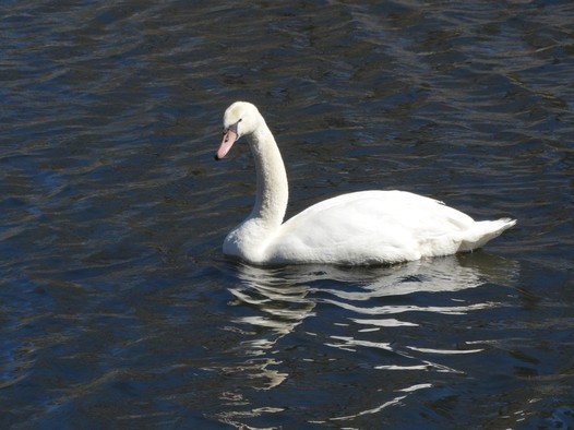 Athena the swan on Manzanita Lake