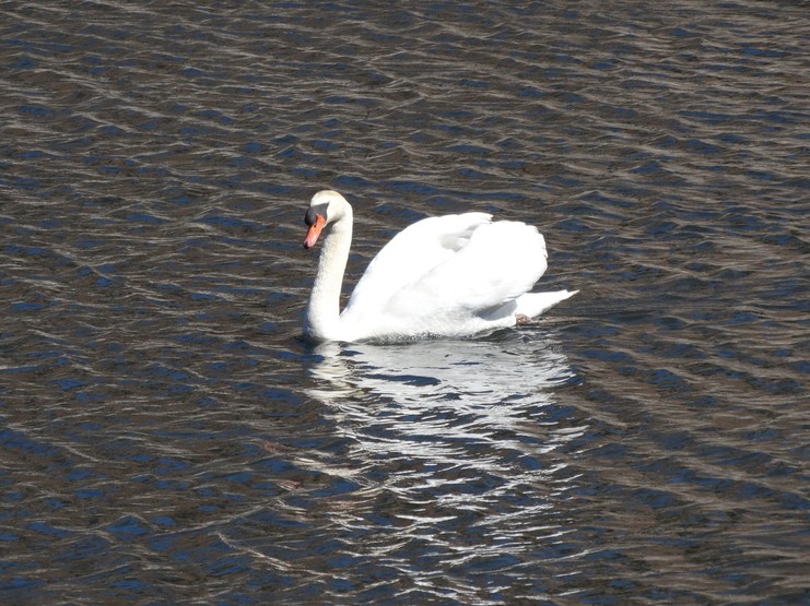 Zeus the swan on Manzanita Lake