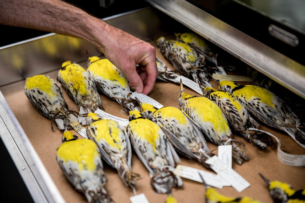 A drawer of preserved meadowlarks, each tagged with a date and location. 