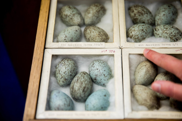  One of many cabinets filled with meticulously hollowed out, labeled and packaged bird eggs. These are American Raven eggs.