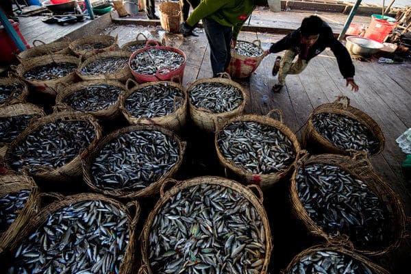 Baskets of caught fish