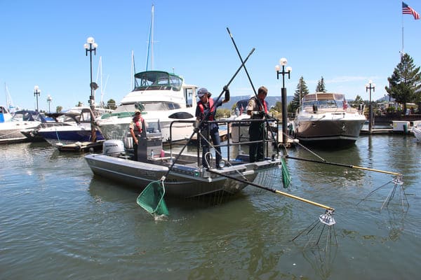 An electroshock boat is used to stun fish so scientists can scoop them up, remove the invasive fish and return the native fish safely back into Lake Tahoe.