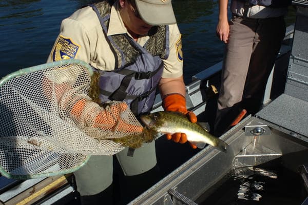 Researcher pulling invasive fish from net
