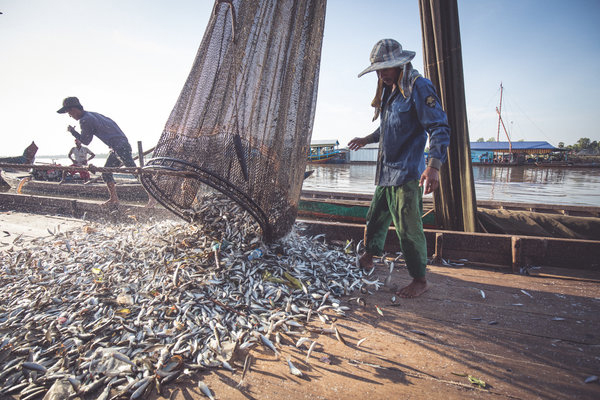 Fishermen pull in nets full of fish from the Tonle Sap River in Cambodia