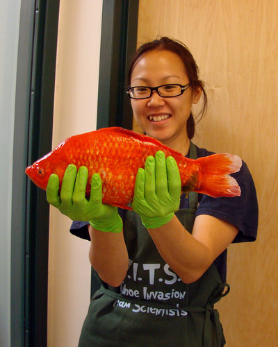 Student holds giant goldfish