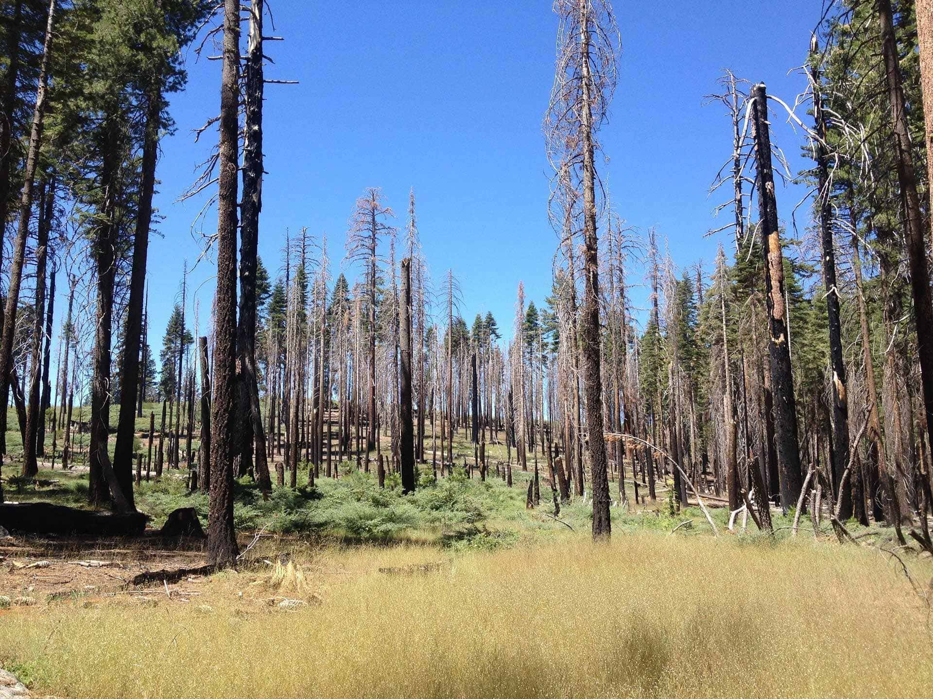 A forest with a majority of dead trees after a wildfire