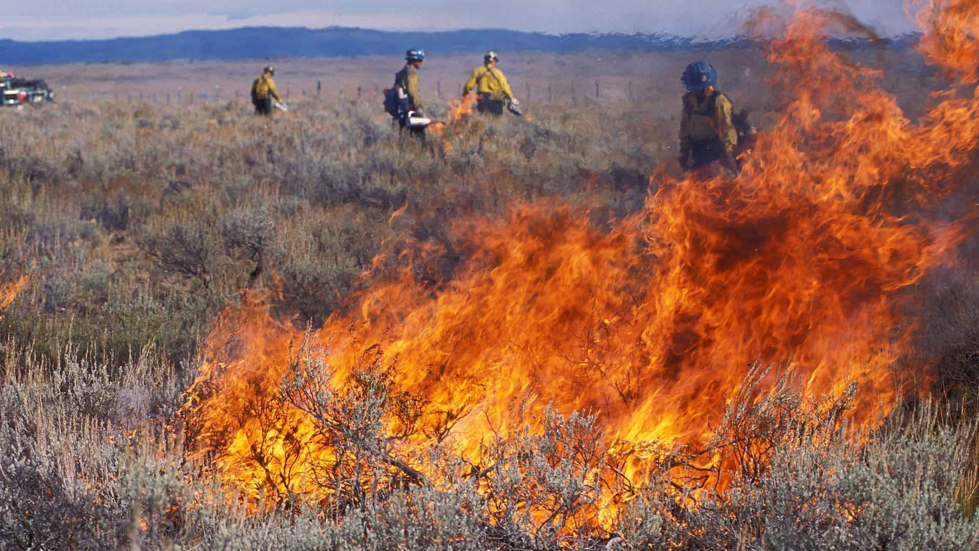 Firefighters working amongst brush during a controlled burn with large flames in the foreground