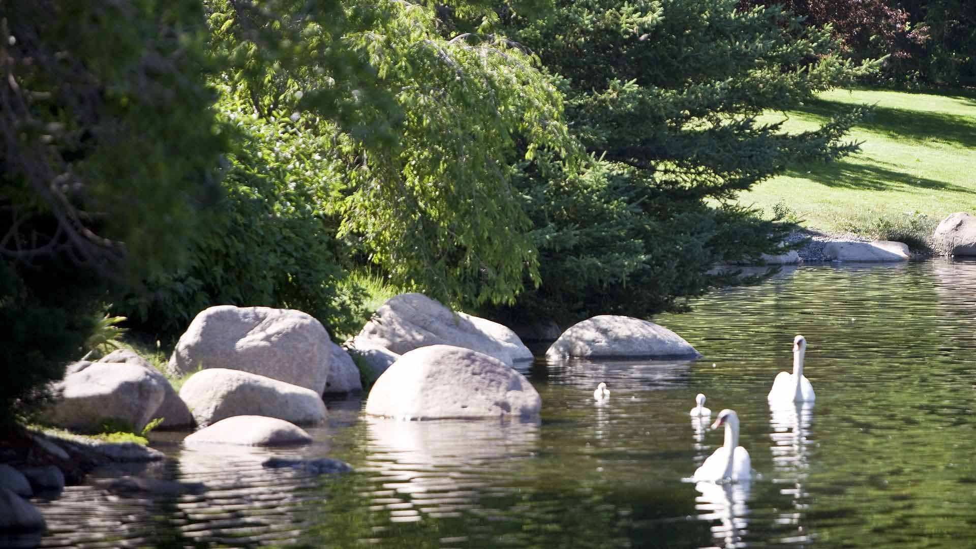 Swans with their cygnets on Manzanita Lake