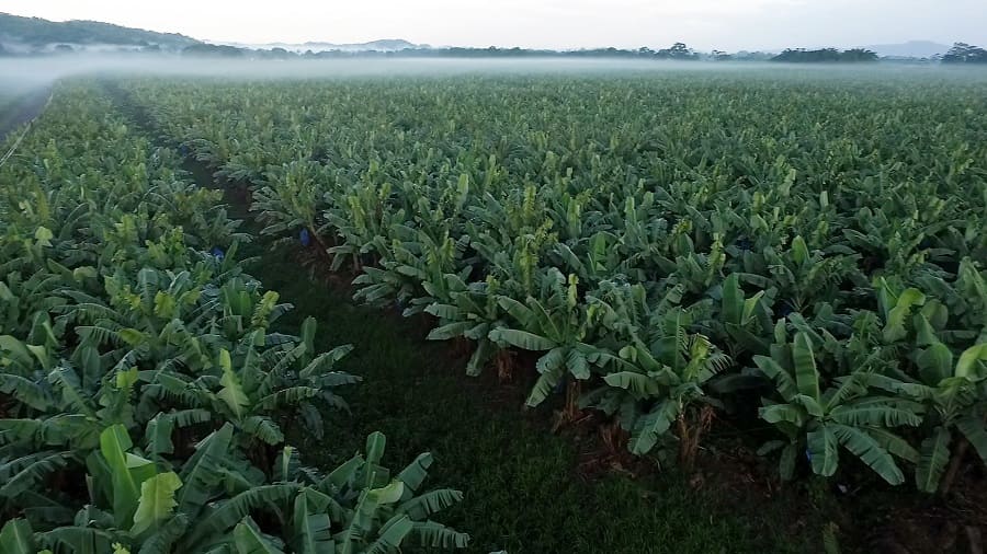 A banana plantation with mist hanging over it and forests visible in the distance