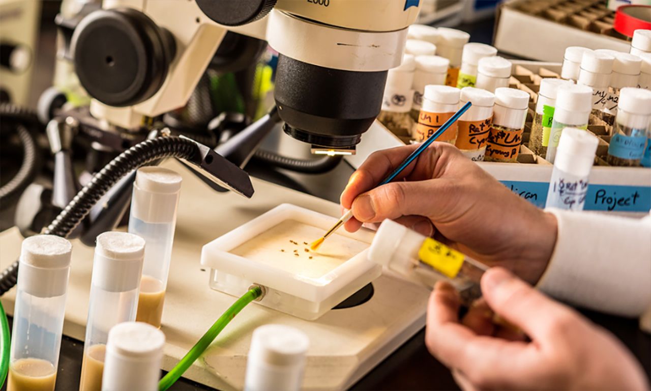 Fruit flies on a petri dish under a microscope