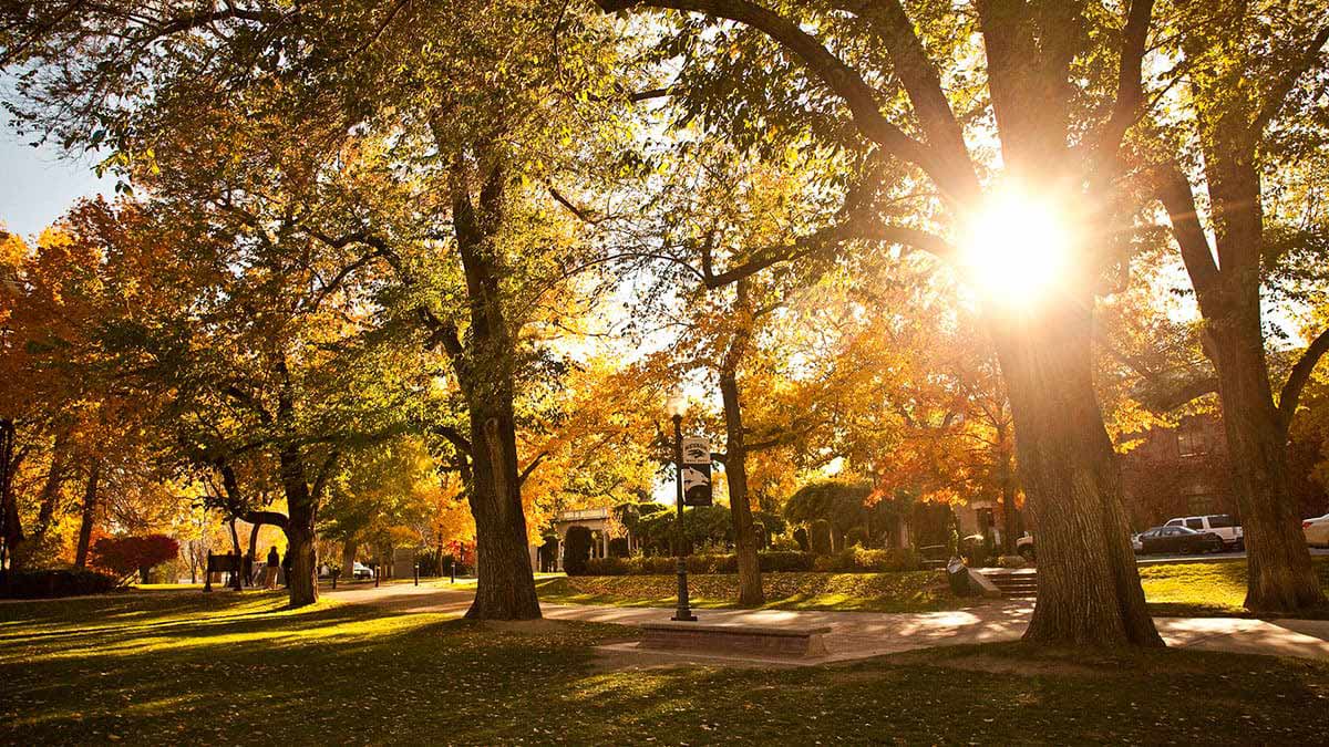 The Quad in the fall, with sunlight shining through a row of tall trees