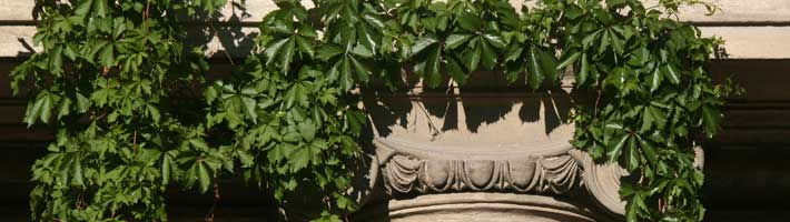 Ivy on Frandsen Hall