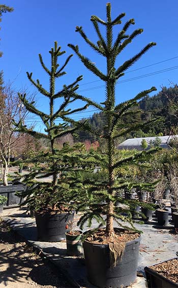 Monkey Puzzle Tree