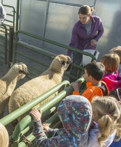 Students visit sheep at University farm