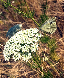 Cabbage White Butterfly
