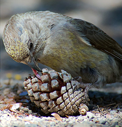 south hills crossbill