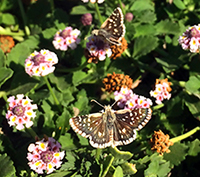 Small Checkered Skipper butterfly