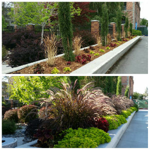 University planter before and after University planter before and after