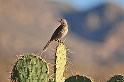Songbird on cactus
