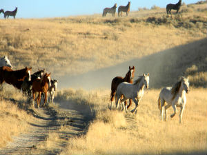 Wild mustangs in Nevada desert